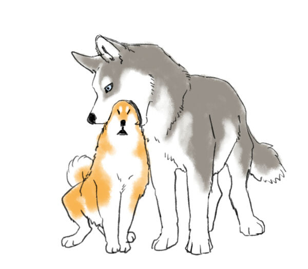 Shiba Inu is Fluffiness. - Awww!!! awww, fluffiness, inu, pixiv, shiba 4 Shiba Inu is Fluffiness. - Awww!!!